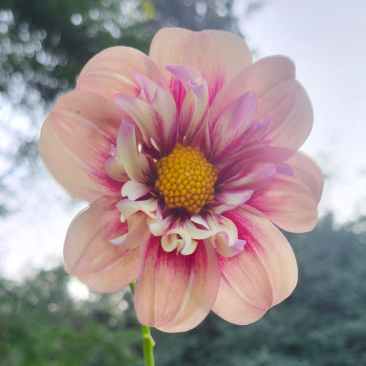 Rhubarb and Custard Cutting
