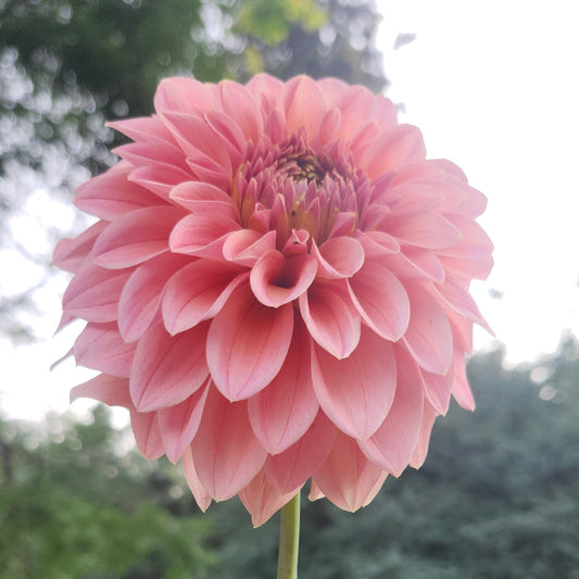 KA's™ Guava Cutting