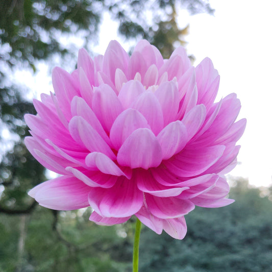 Hollyhill Pink Parfait Cutting