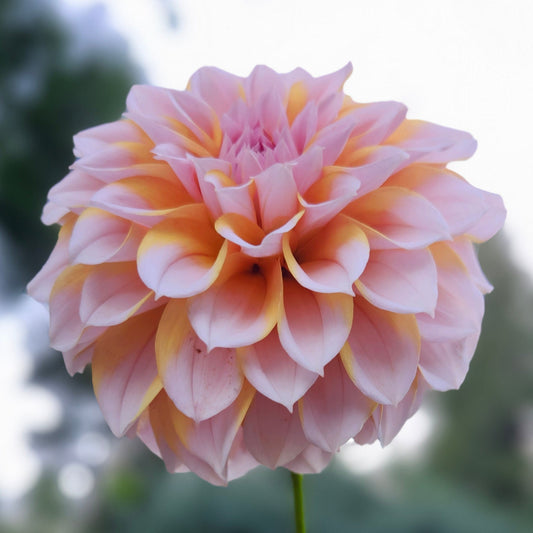 Lee's Evelyn Cutting