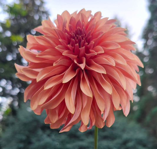 River's Can't Elope Cutting