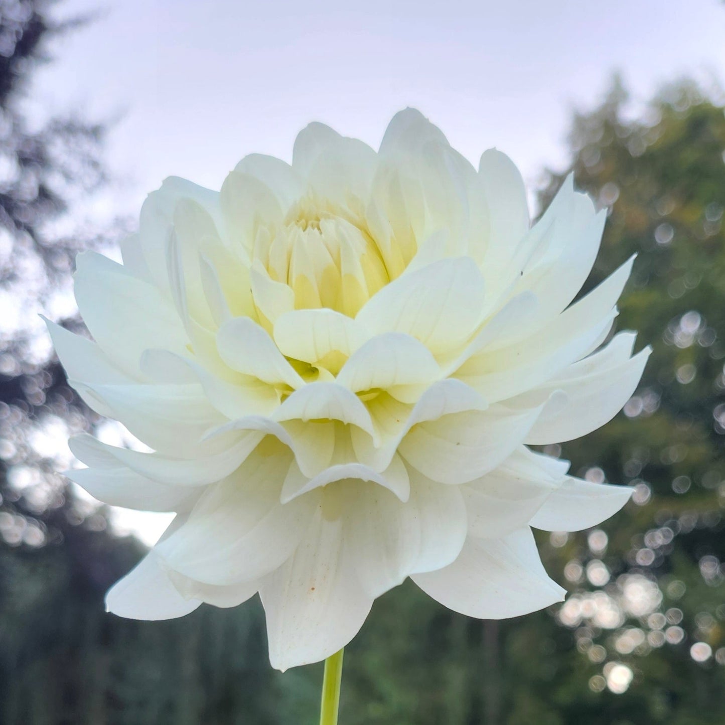 Van Isle Cirrus Tuber