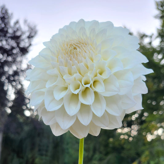 Bloomquist Snowy Tuber