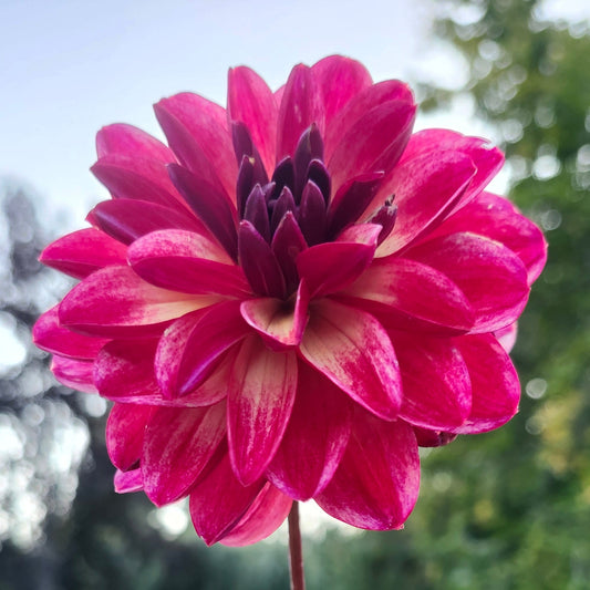 Normandy Painted Pearl Tuber