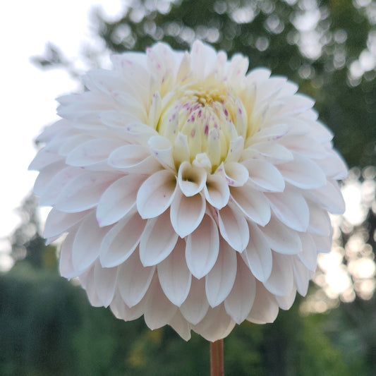 Van Isle Powder Tuber