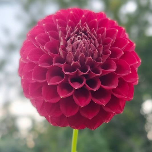 Crazy for Leisha Tuber