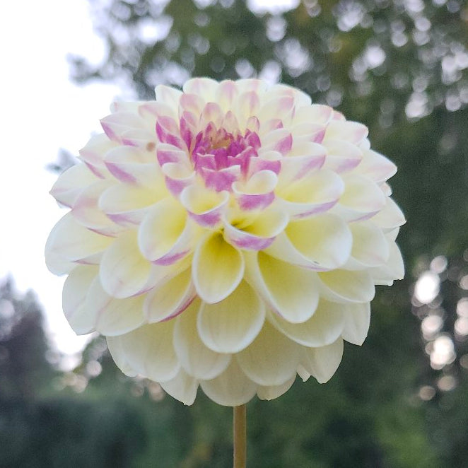 Wine Eyed Jill Tuber