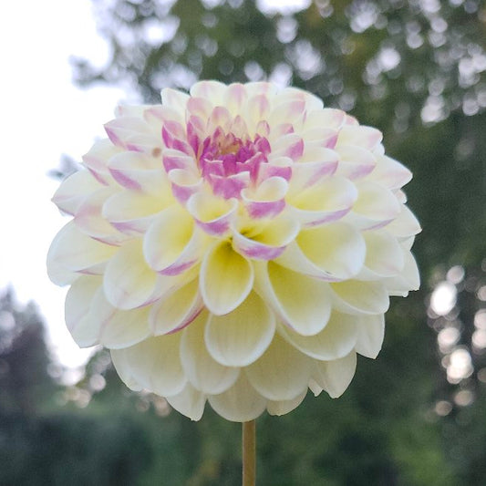 Wine Eyed Jill Tuber