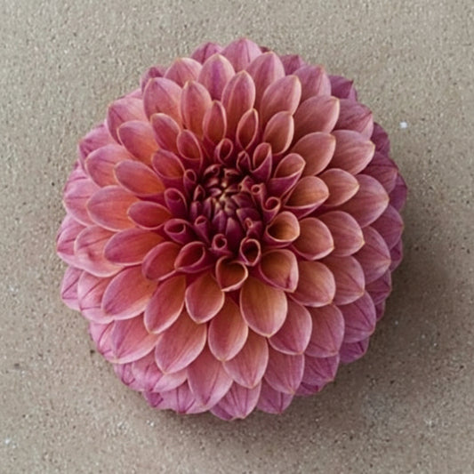 KA's™ Dessert Rose Cutting