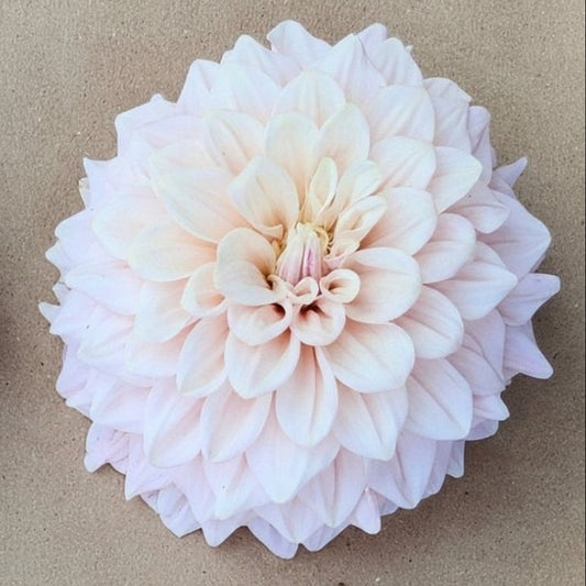 Florelie Antique Cutting