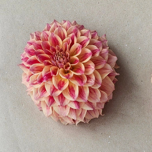 Winkie Rubarb Cutting