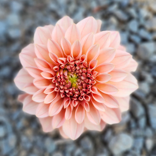 Levi's Cantaloupe Cutting