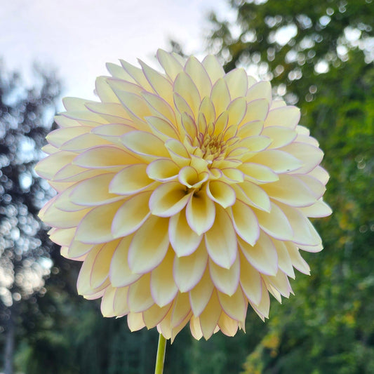 Bloomquist Blush Tuber