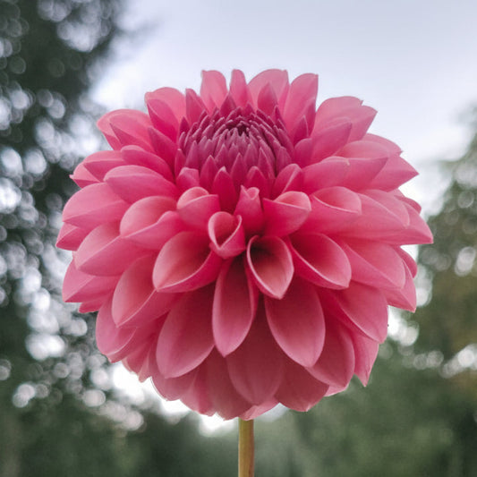 Connie Margaret Tuber