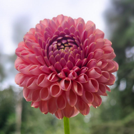 Little Peaches Tuber