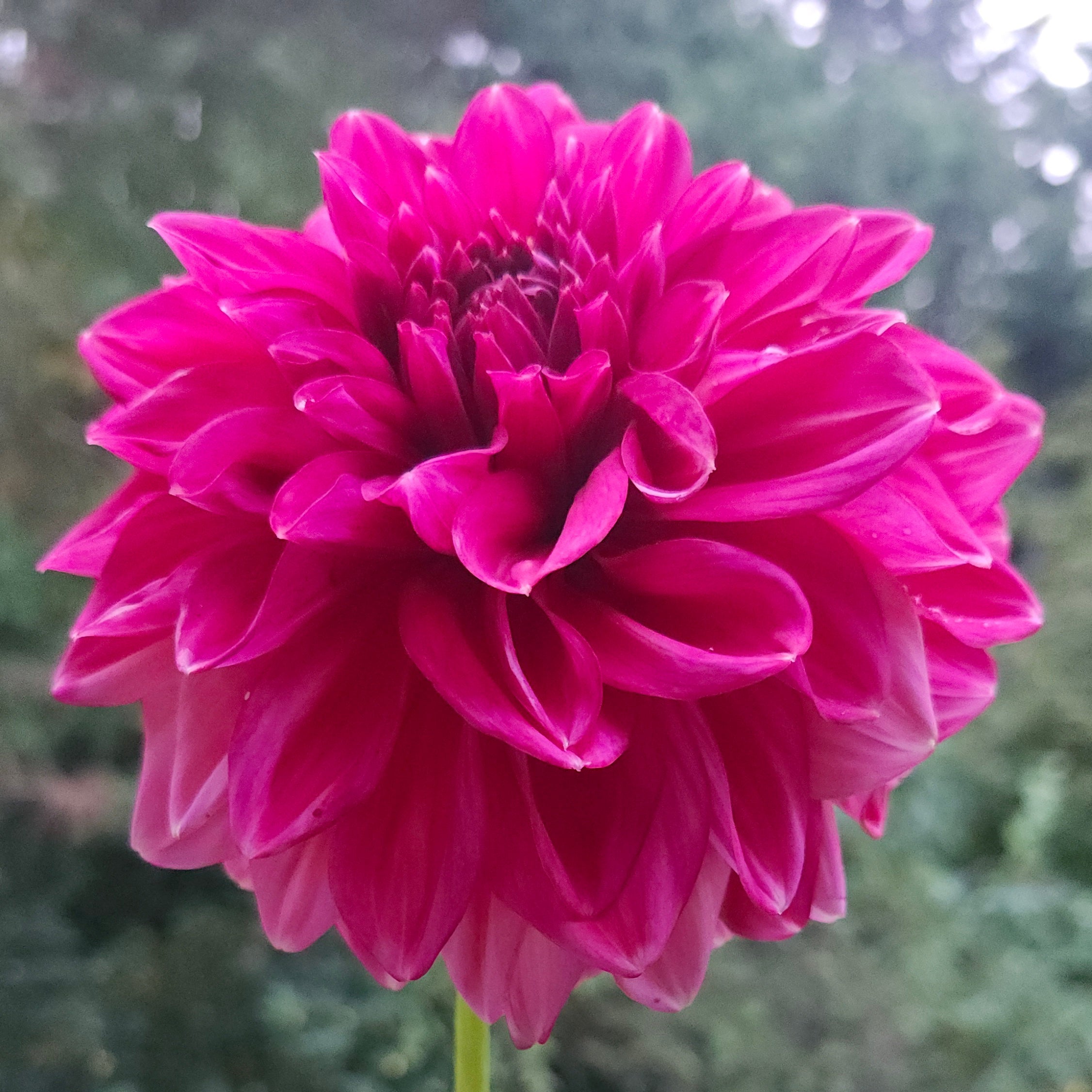 Little Black Bird Farm and Flowers Perch Hill Tuber