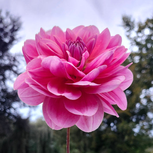 Southern Belle Tuber