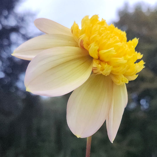 Bloomquist Golden Tuber