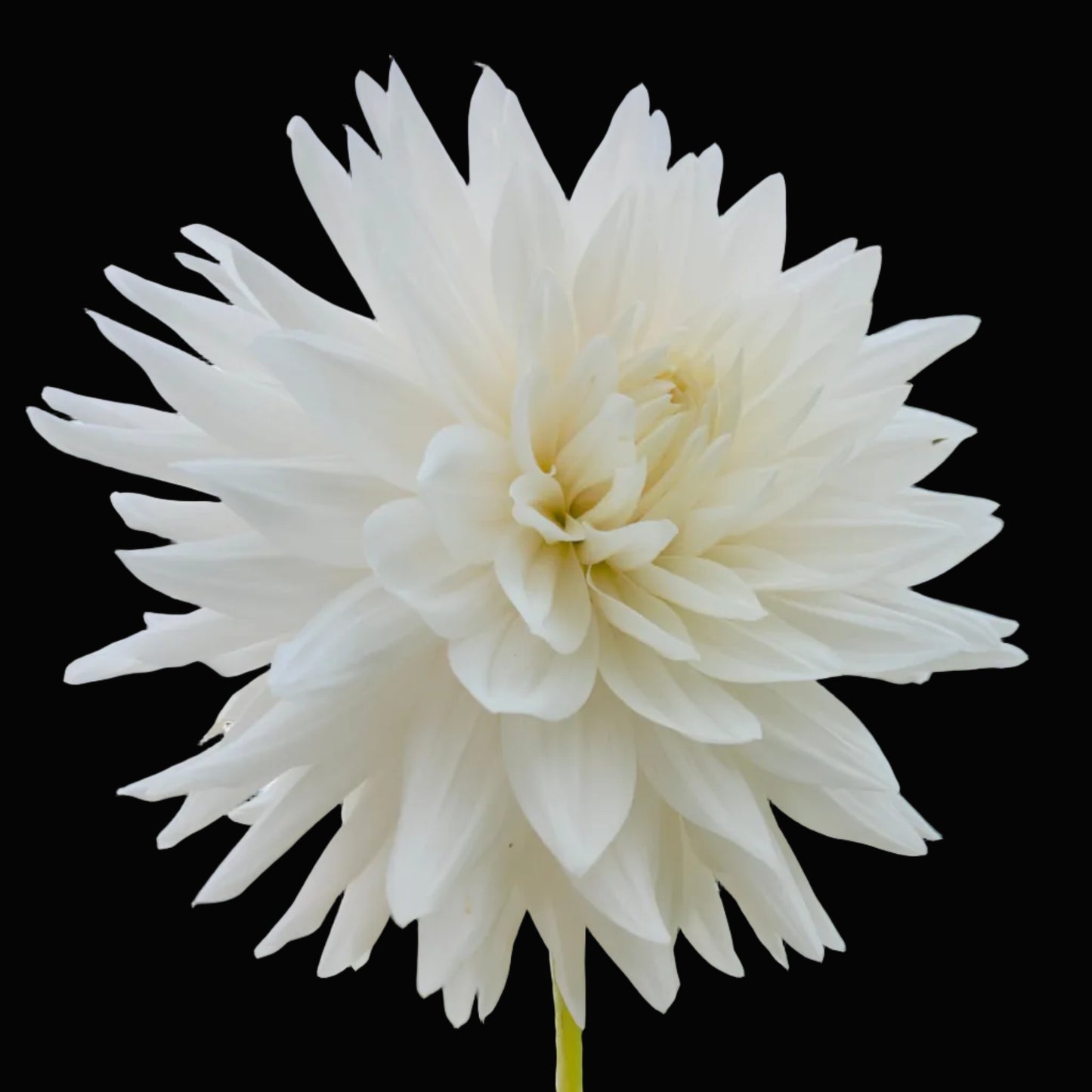 Roque Starburst Tuber