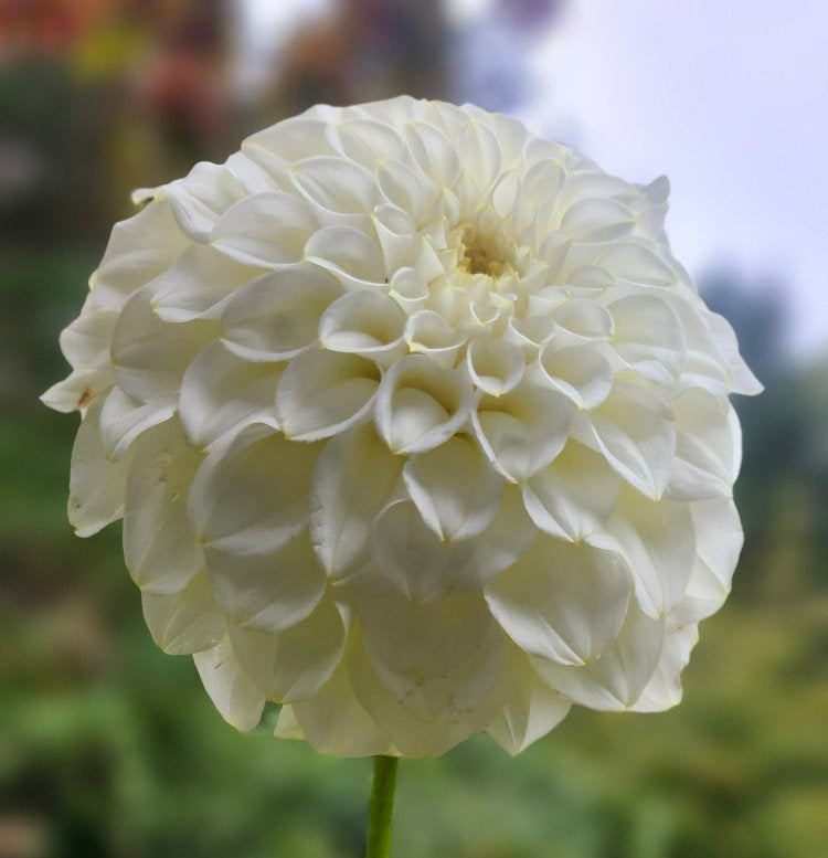 Coorabell Nicole Cutting