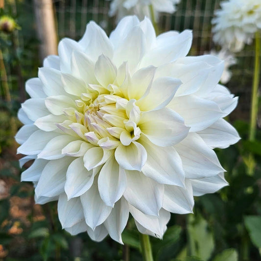 Van Isle Grace Tuber