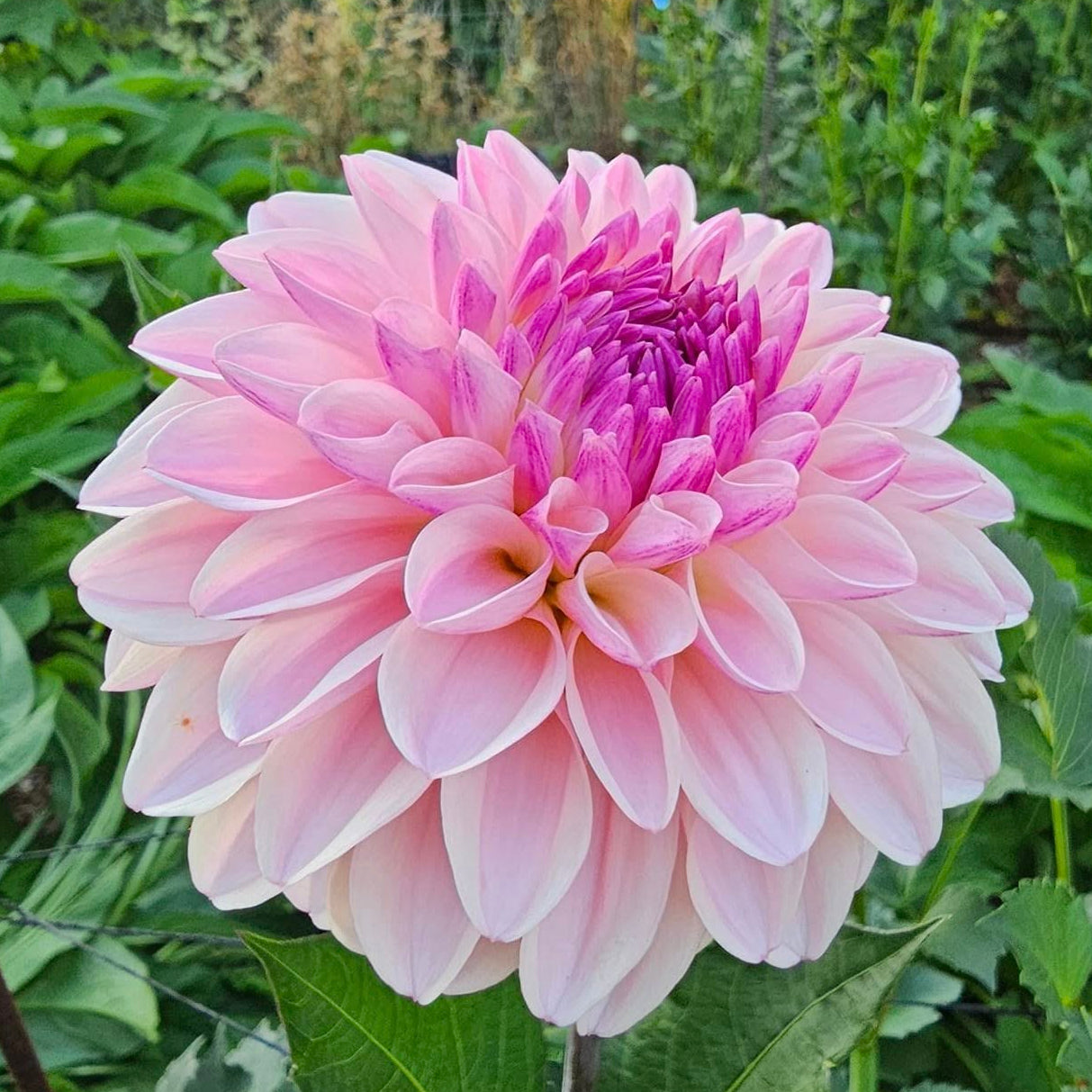 Ash Blush Tuber