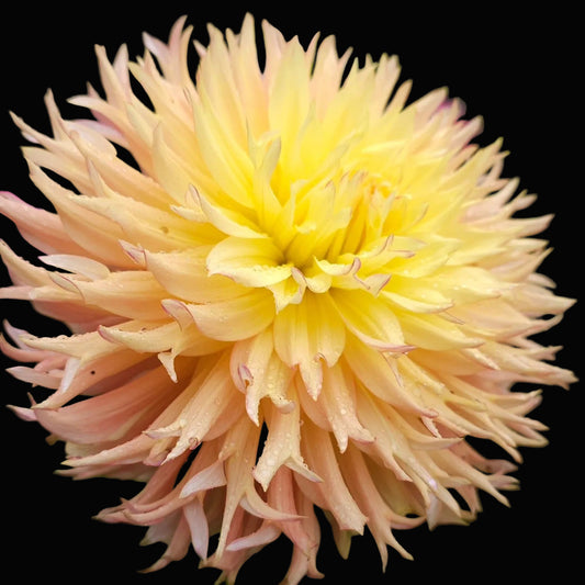 Van Isle Princess Tuber