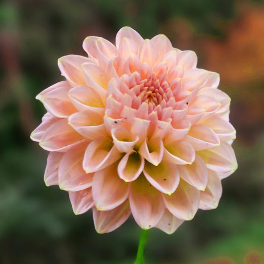 Bloomquist Alan Tuber