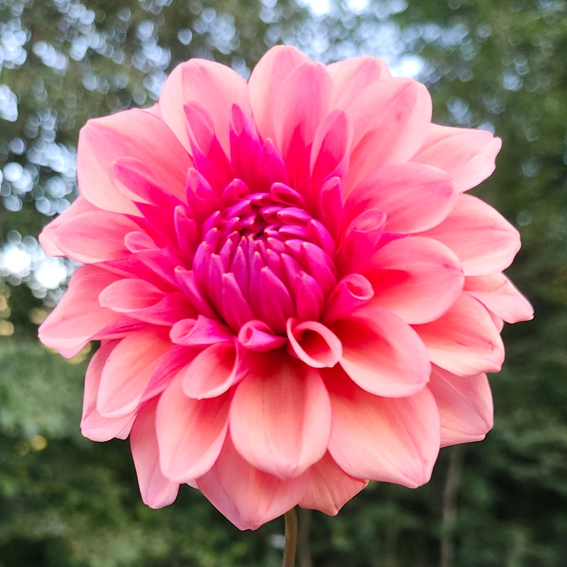 DAHLIA Zundert Mystery Fox Dahlia – Bear Creek Farm