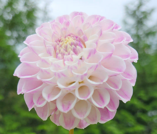 CB Pink Kiss Tuber