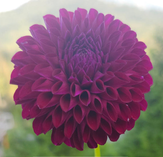 Chimacum Troy Tuber