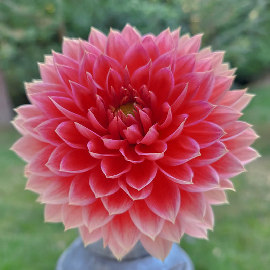 Coral Carol Tuber