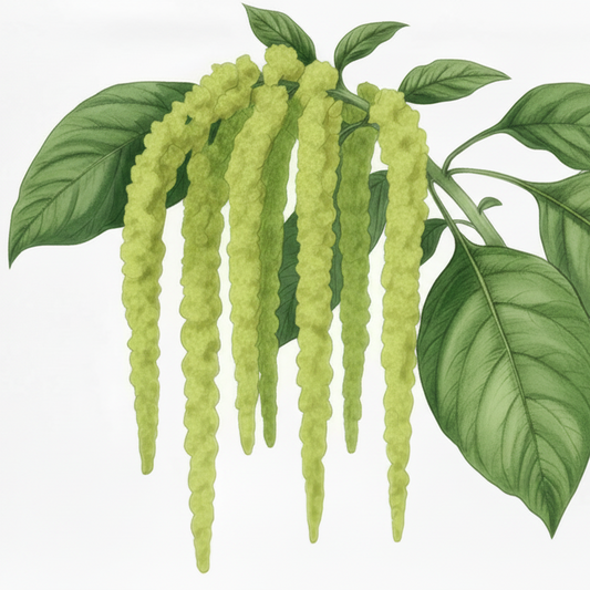 Amaranth Seeds - Coral Fountain and Green Tassels Blend