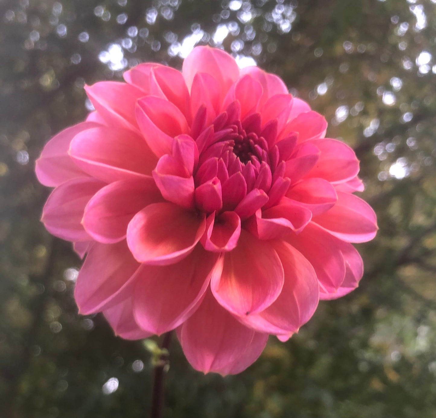 Daisy Duke Tuber