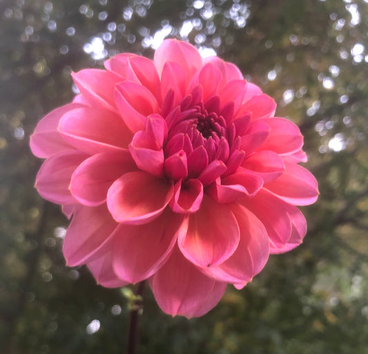 Daisy Duke Tuber