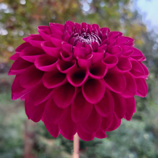 Hollyhill Regal Tuber
