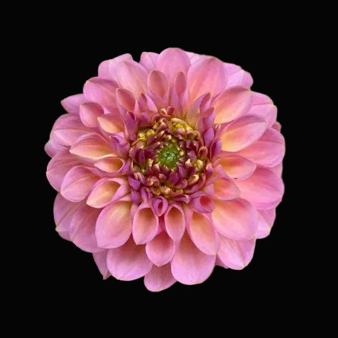 Hamari Rose Tuber