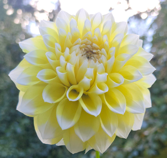 Korb Yellow Hy-Light Tuber