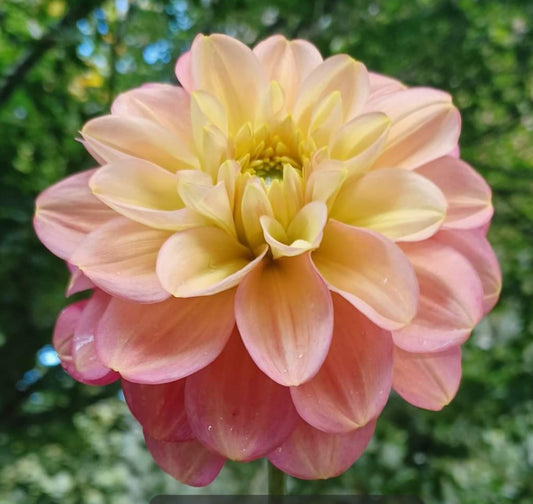 Milena Fleur Tuber