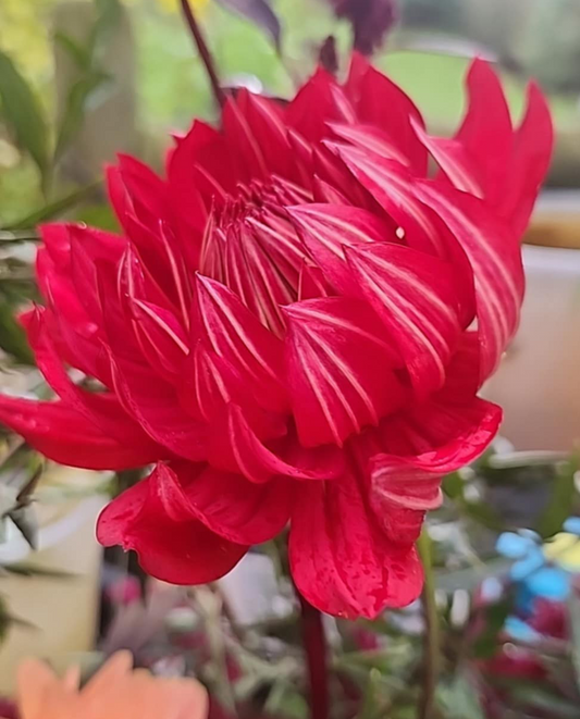 NO ID Red Informal Decorative Tuber
