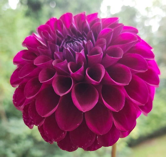PGK Helen Tuber