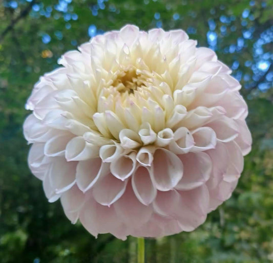 Pink Pearl Tuber