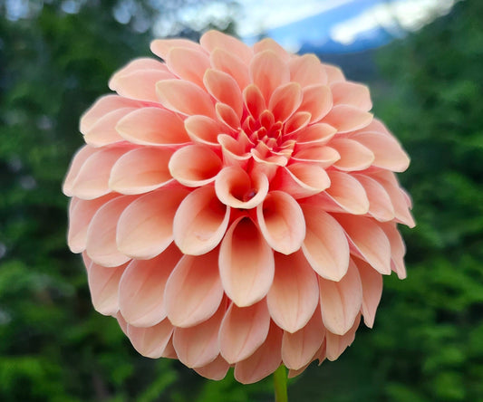 Rose Toscano Tuber