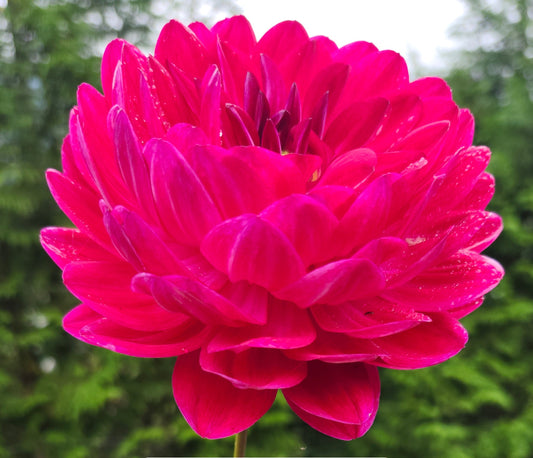 Sandia Bertha Tuber