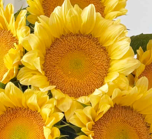 Sunflower Seeds - ProCut® Peach Lite