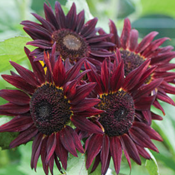 Sunflower Seeds - Chianti