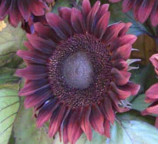 Sunflower Seeds (Variety Pack)