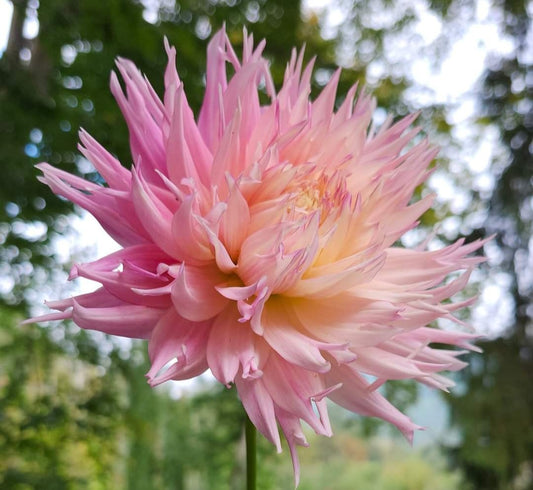 NO ID Pink and White Lactated Cactus Tuber