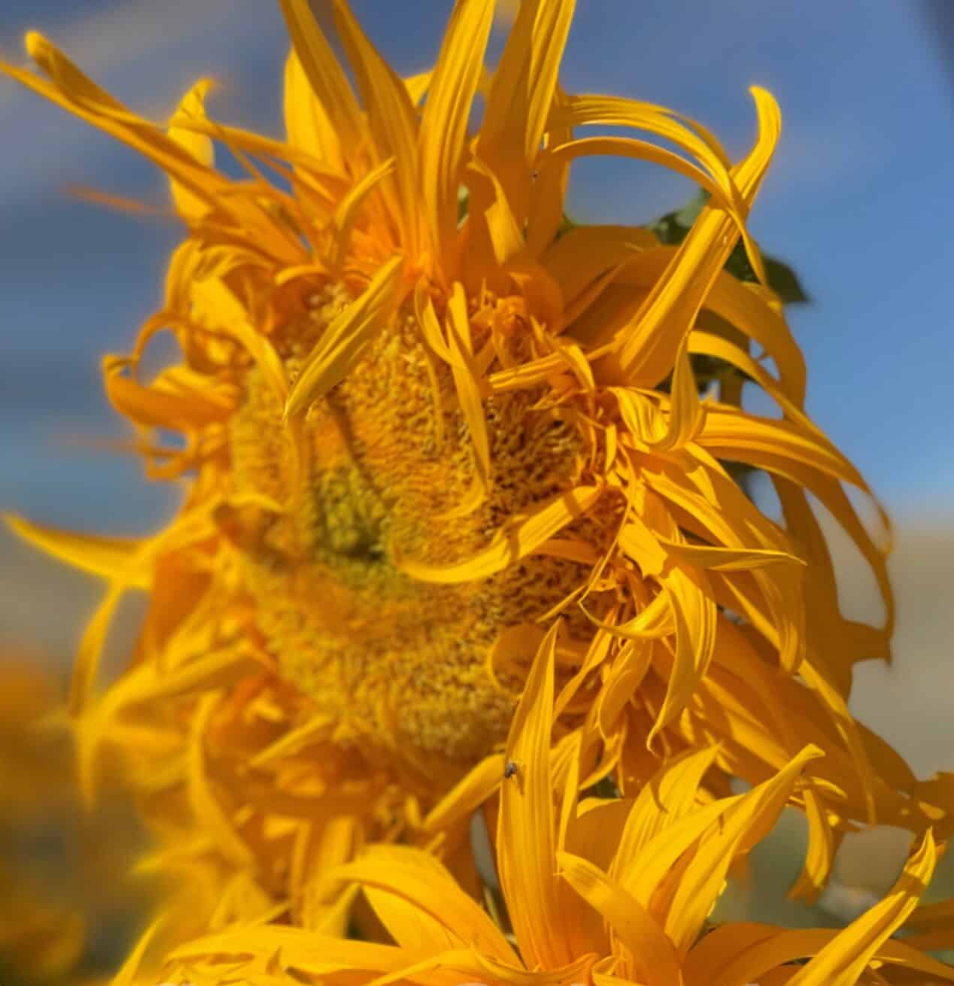 Sunflower Seeds - Just Crazy