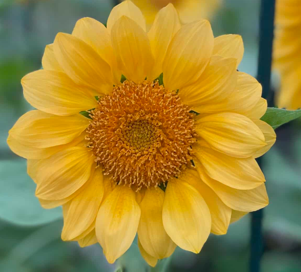 Sunflower Seeds - ProCut® Peach Lite
